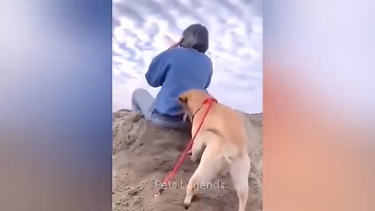 Funniest Animal