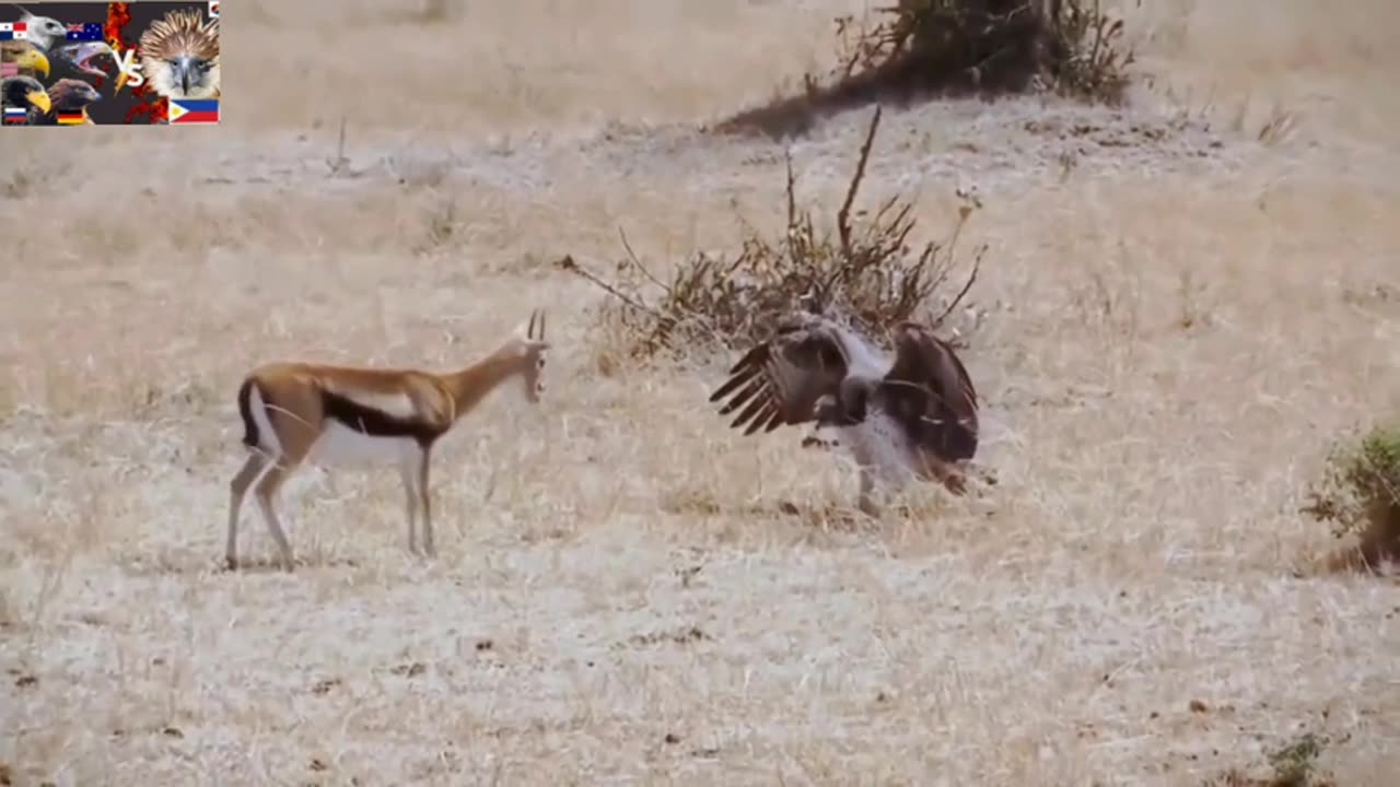 eagle attack