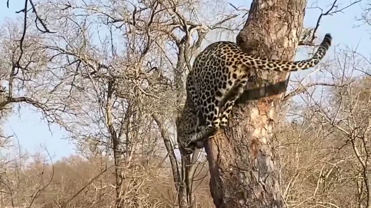 Leopard Thinks Twice About Jumping on Hyena