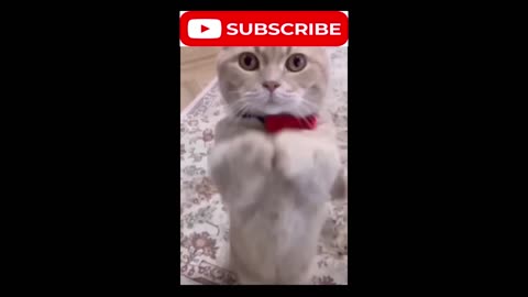 cat video#cat #catfancy#cutecat#nicecat