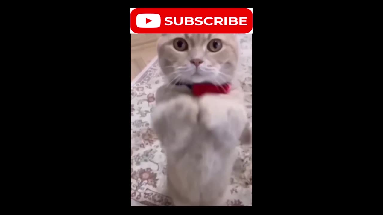 cat video#cat #catfancy#cutecat#nicecat