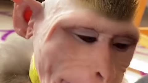 After doing the funny cutting of the monkey, the monkey got angry.