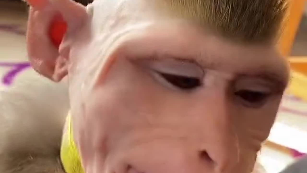 After doing the funny cutting of the monkey, the monkey got angry.