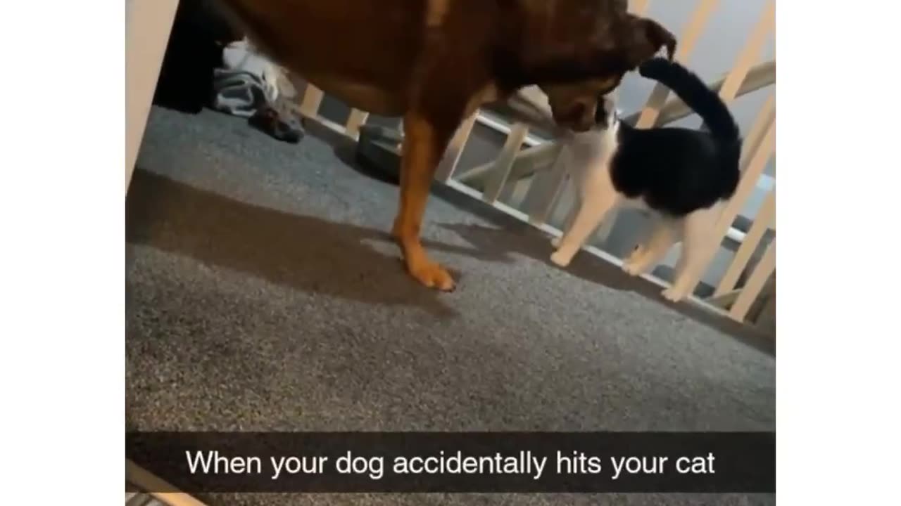 Kitty Capers and Doggy Dares: Cats and Dog Comedy Mania