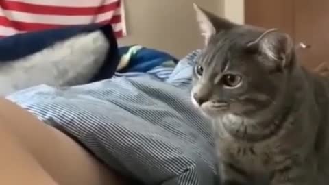 Top Funny Animal Video Best Comedy in 2022 Can_t Stop Laughing Funny Dog and Cats