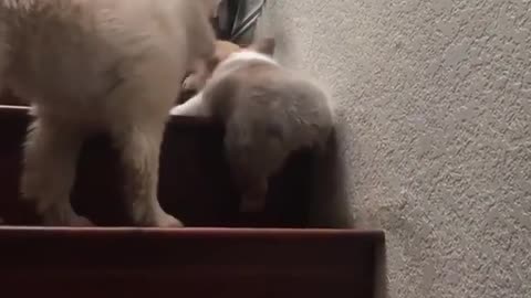 Funny animal videos|Cute animal videos |Funny dog&cat videos|Hilarious pet videos|Funny video
