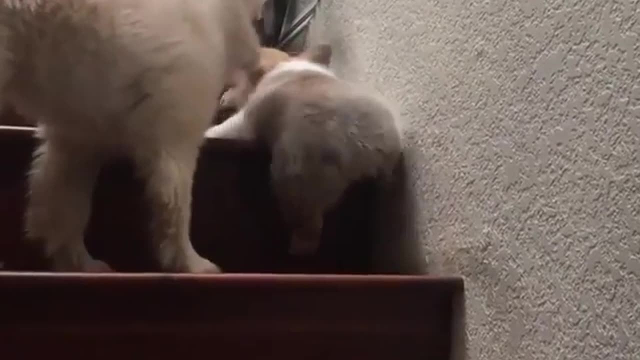 Funny animal videos|Cute animal videos |Funny dog&cat videos|Hilarious pet videos|Funny video
