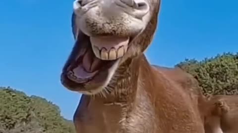 Donkey fanny😄