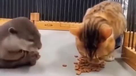 Sneaky Otter