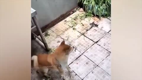 Funny Dogs, cats and animals!!