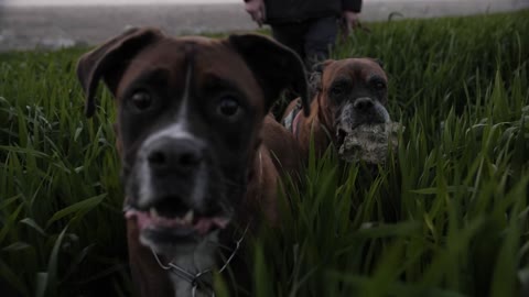 Walking The Dogs In The Field