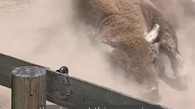 Bison ranger might be one of the best job titles ever