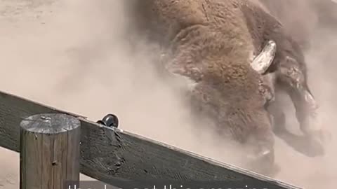 Bison ranger might be one of the best job titles ever