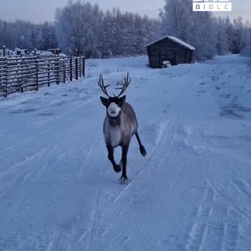 Reindeer's happy prance
