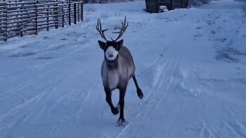 Reindeer's happy prance