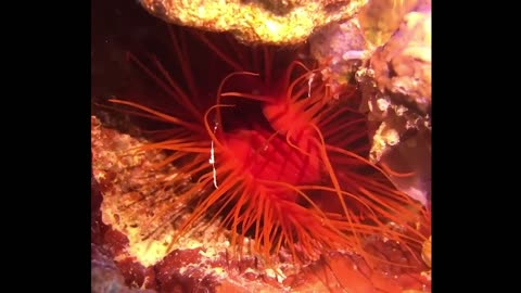 funny animal moments V8