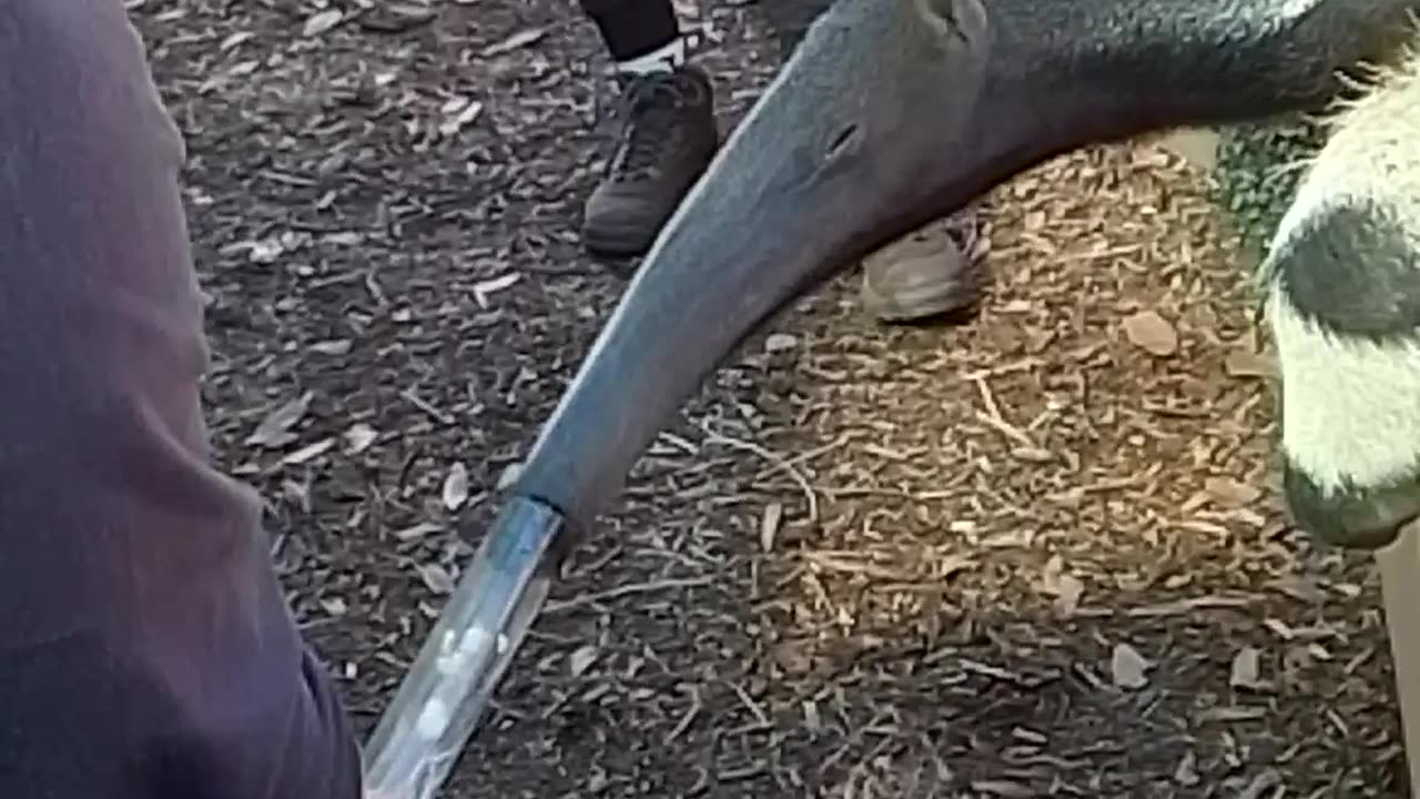 Anteater. North Florida Wildlife Center, Lamont, Florida