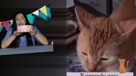 Sorry, I Don’t Care Feline Reflections