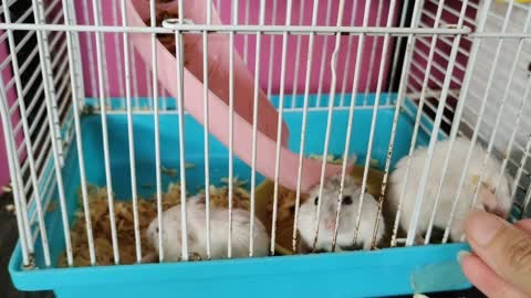 Cute Hamsters Are Eating