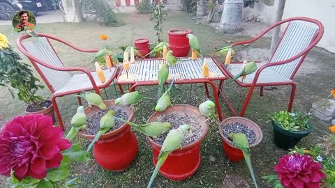 Nature pleasure