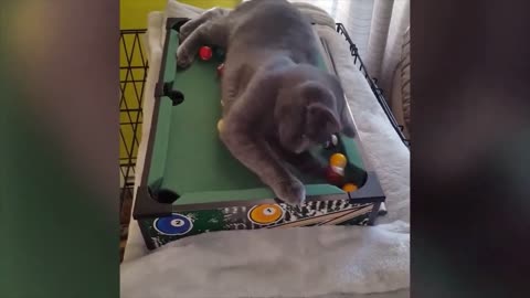 Funny Cat Videos for Kids
