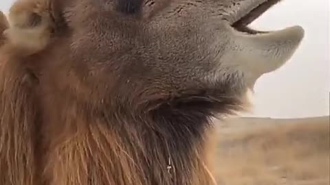 camel eating funny