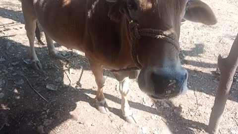 Cow