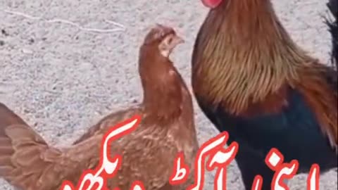 Hen respect her rooster in a Funny way