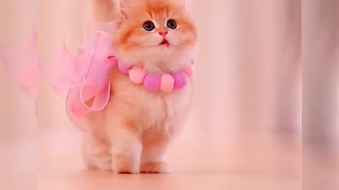 verry cute cat