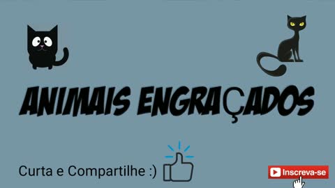 GATOS VS PEPINOS | ANIMAIS ENGRAÇADOS