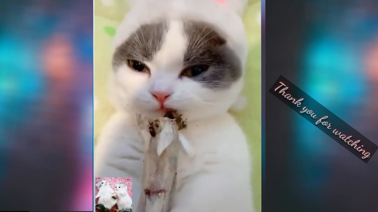Funny Animal Compilations #1
