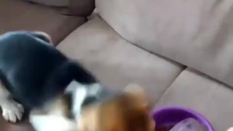 Puppy eat