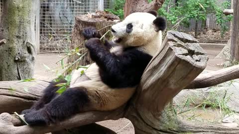Panda dinner time