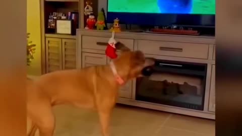 best funy videos viral