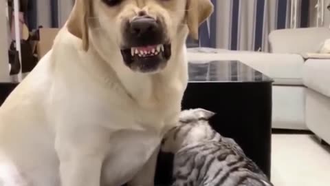 funneist Cat & Dog loughing