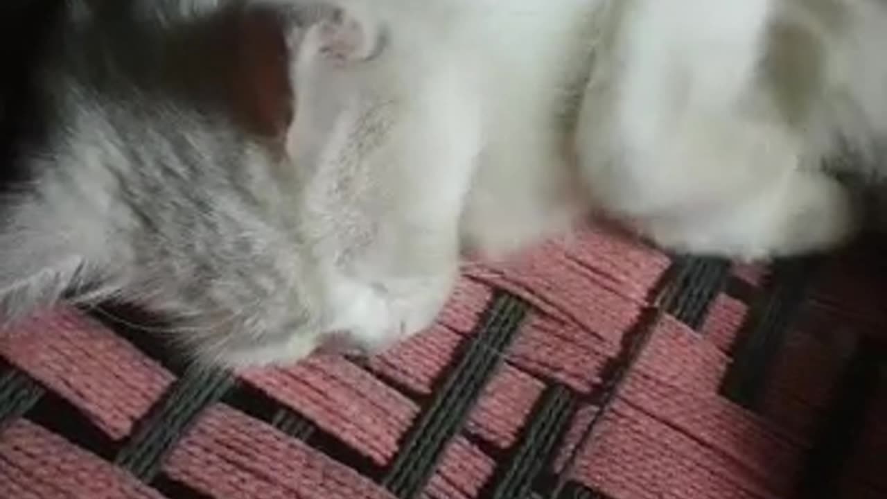 White Cat must watch