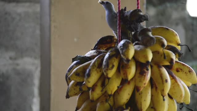 Birds eating video clip for your biology projects or bird topics in your