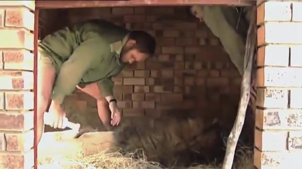 AFRICAN LIONS !! NATIONAL GEOGRAPHIC DOCUMENTARY !!!!