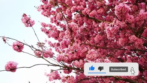 Relaxing Music | Sleeping, Meditation, Stress Relief | [910] ⭐️