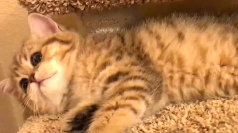 Cats foon