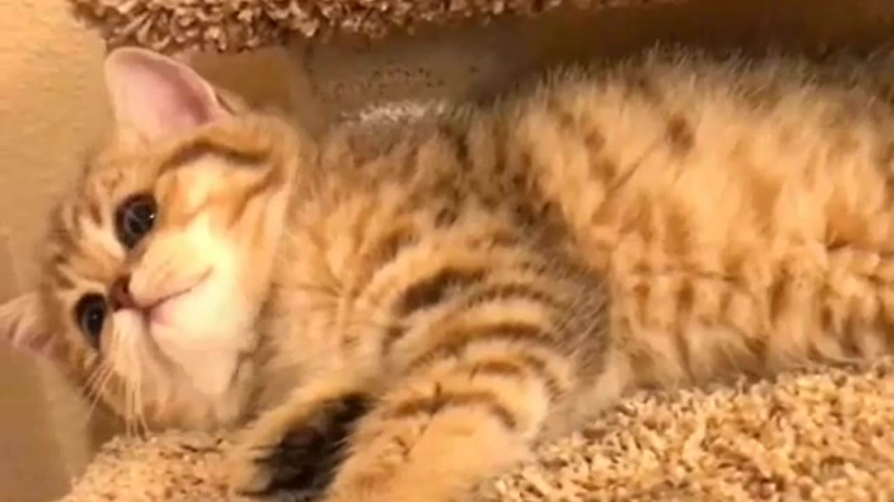 Cats foon