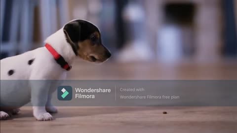 Dog Training – TOP 10 Basic Commands Every Dog Should Know