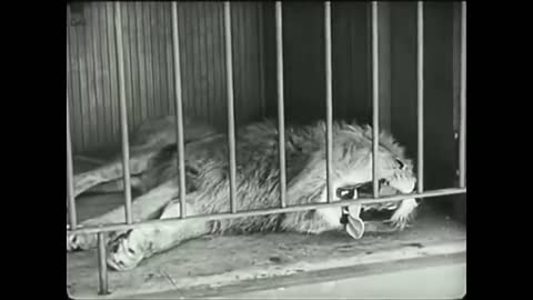 The magnificent Charlie Chaplin with a lion.