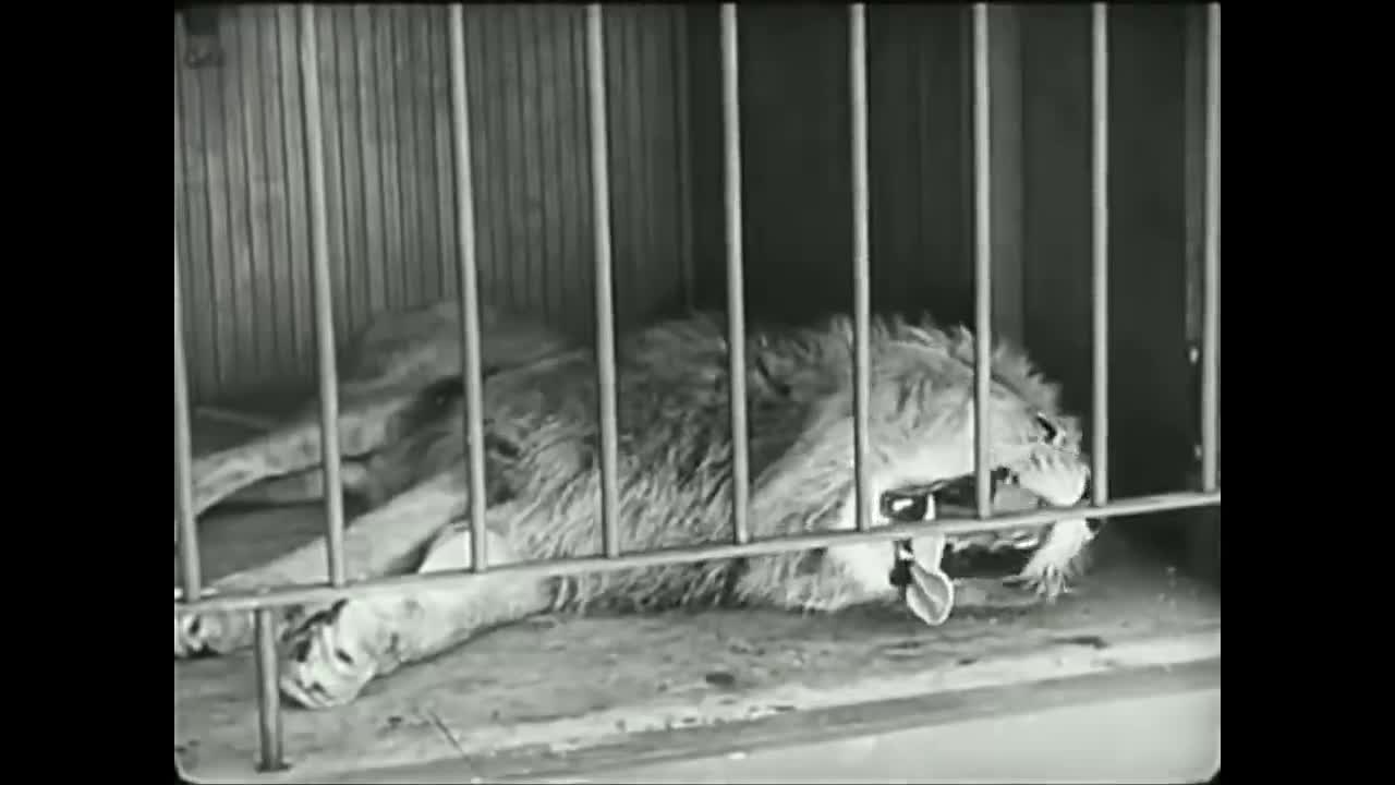 The magnificent Charlie Chaplin with a lion.