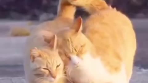 The Cat dan Love each other