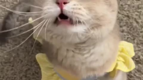 love animals by everyone