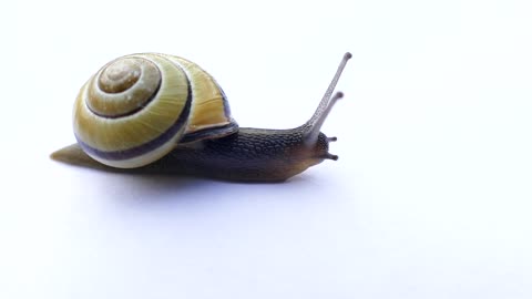 Snails