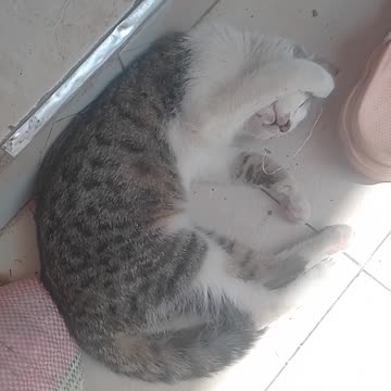 Cat sleeping in a style