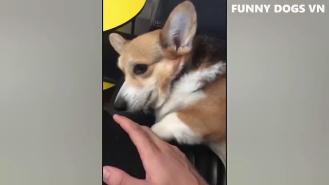 Try Not To Laugh Animals 2022 part 02