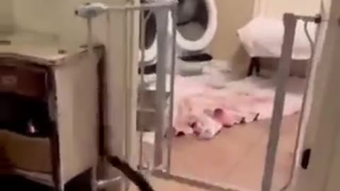 NEW Cat Videos 2024 😹 Funny Cat Videos 2